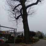 12204959_1513485762300809_515837643_n