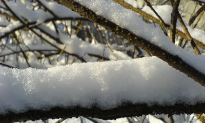 Fresh_snow