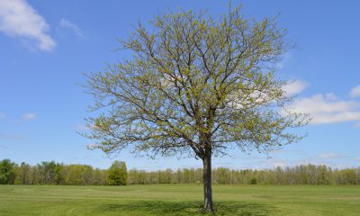 tree-932229_960_720