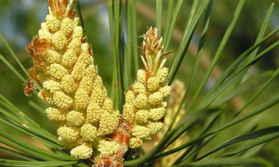 1024px-Pinus_sylvestris_flos_pollen_bialowieza_forest_beentree