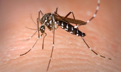 800px-Aedes_Albopictus