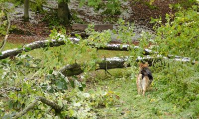 forest-69044_960_720