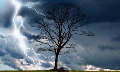 tree-and-storm-2