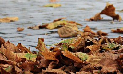 autumn-1685924_960_720