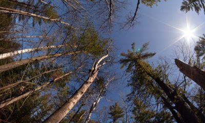 trees_sun_forest_sunlight_natural_park_environment_scenery-721070.jpg!d