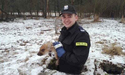 Policjant wyciągnął ze studni małego dziczka (fot. KMP w Toruniu)