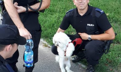Policjanci wyciągnęli psa z nagrzanego samochodu (fot. materiały prasowe KMP w Toruniu)