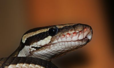 snake-601831_960_720