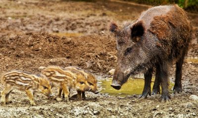 wild-boar-3481646_960_720