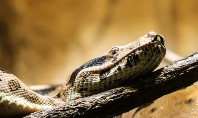 snake-1522257_1920