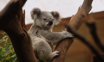 koala-3055832_1920