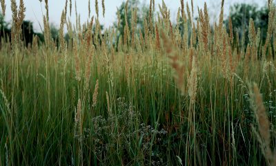 grass-1786583_1920