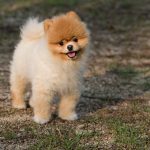 dog-3407906_960_720