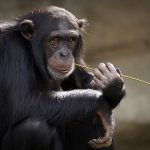 chimpanzee-3703230_1280